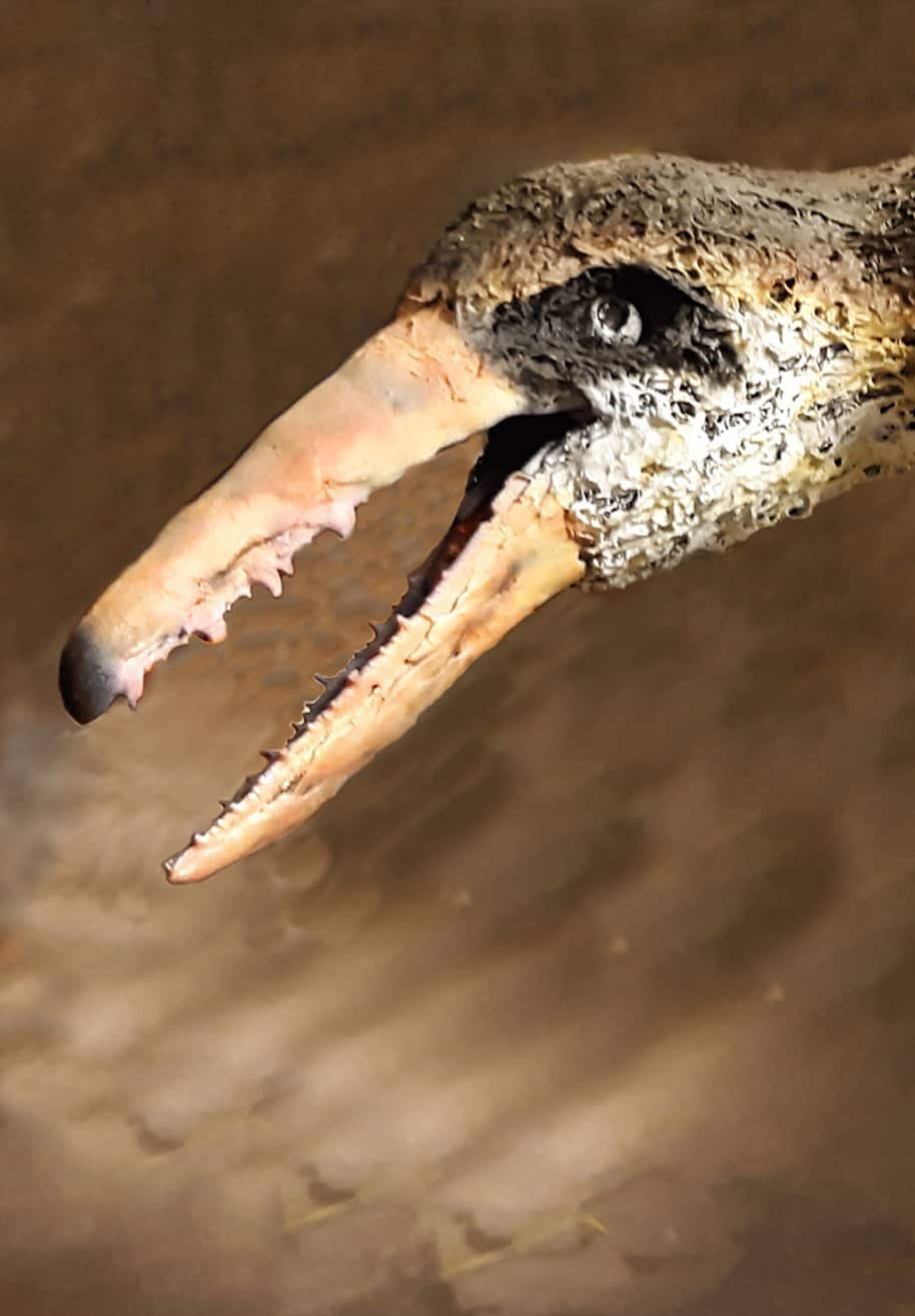 Pelagornis Sandersi